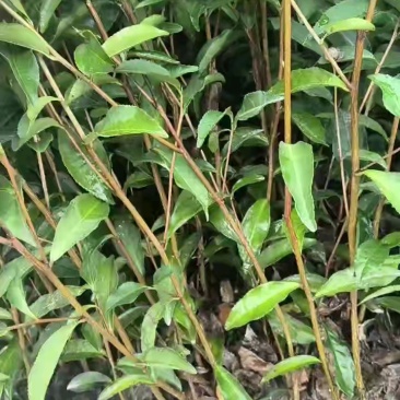 梅占茶苗大叶乌龙茶一年生基地培育直销量大从优茶树苗南方本