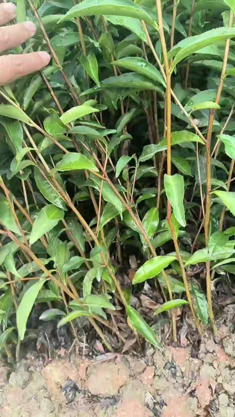 梅占茶苗大叶乌龙茶一年生基地培育直销量大从优茶树苗南方本