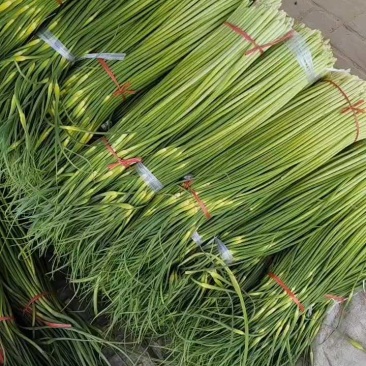 河南白帽蒜薹，干苔无泡水，产地一手货源，代收代发全国各地