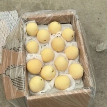 皇冠梨大量供应价格美丽一条龙服务全国可发