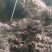 甜蜜蓝宝石二级苗，沙场苗发货中
