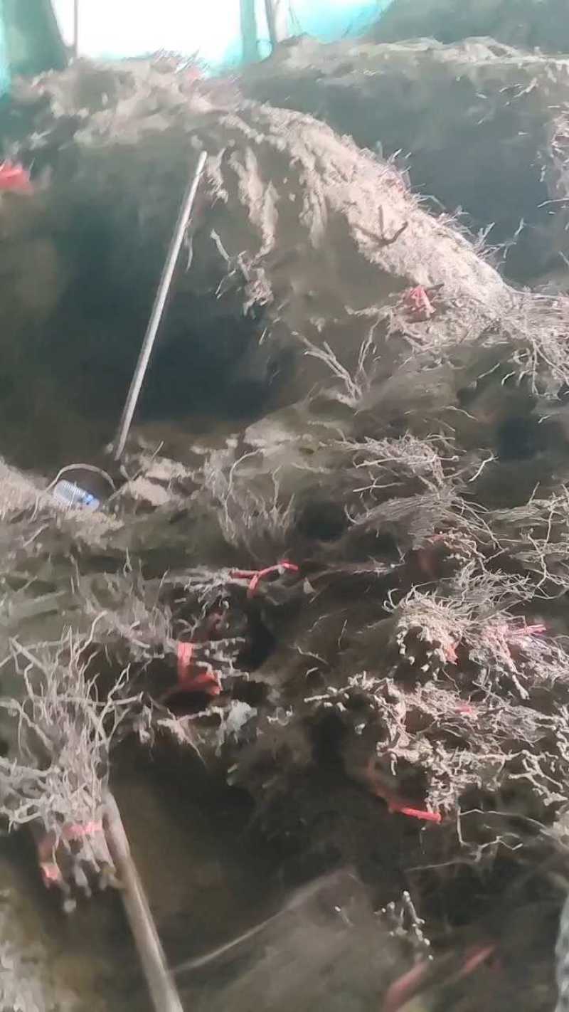 甜蜜蓝宝石二级苗，沙场苗发货中