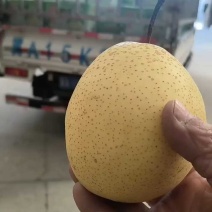 雪花梨质量好价格美丽，货量充足速抢购！