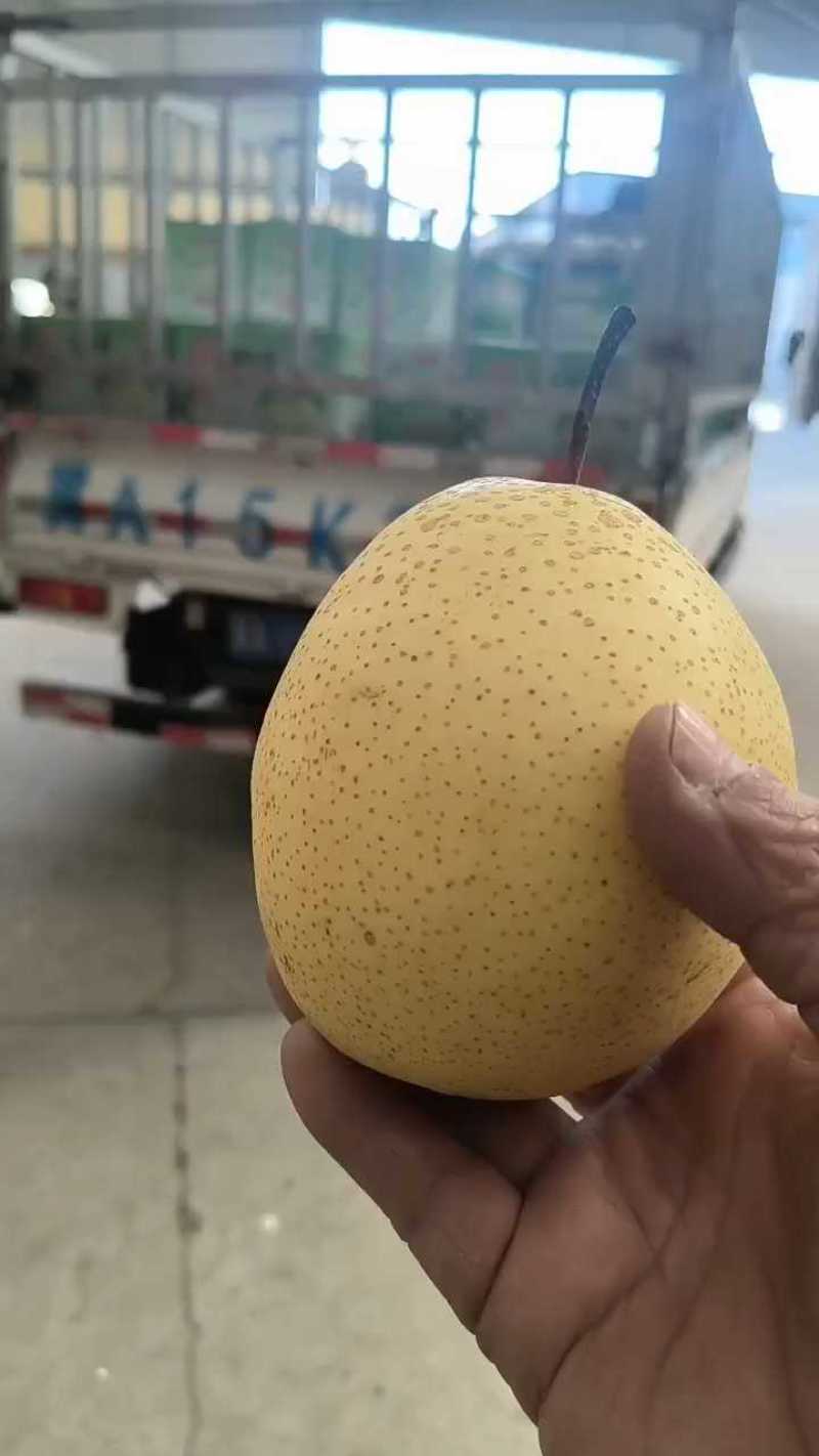 雪花梨质量好价格美丽，货量充足速抢购！