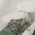 鲫鱼苗中科五号彭泽鲫鱼抗病毒生长速度快产量高规格齐全
