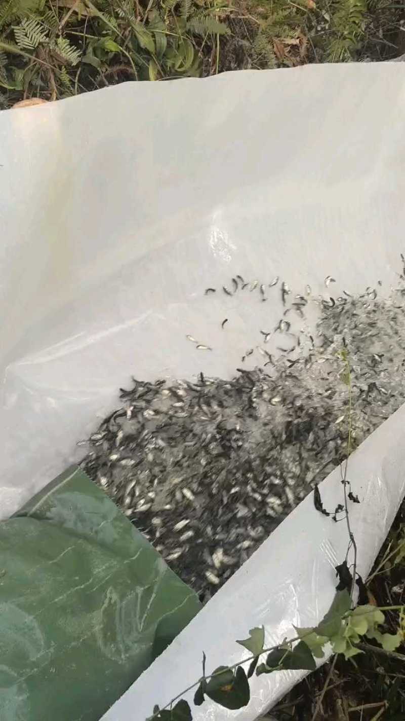 鲫鱼苗中科五号彭泽鲫鱼抗病毒生长速度快产量高规格齐全