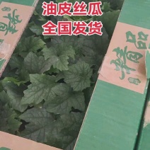 丝瓜苗早熟产量高抗病强苗厂直发品质保证常年有苗