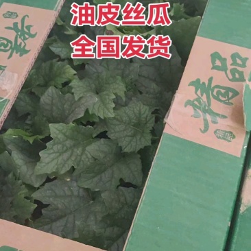 丝瓜苗早熟产量高抗病强苗厂直发品质保证常年有苗
