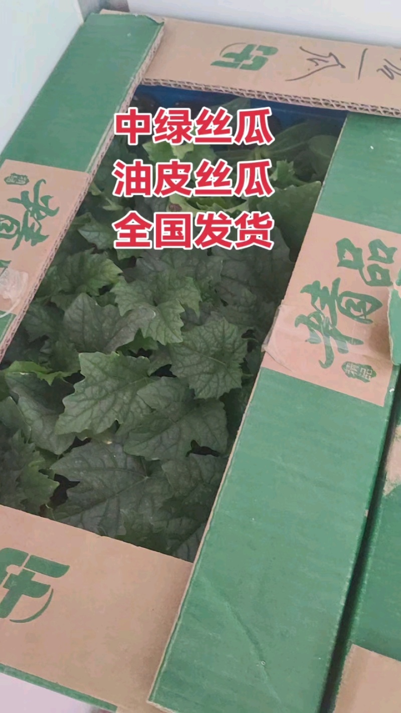 丝瓜苗早熟产量高抗病强苗厂直发品质保证常年有苗