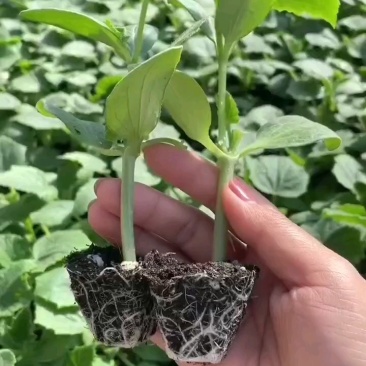 嫁接黄瓜苗强雌密刺黑油亮短把绿瓤产量高抗病强现苗发