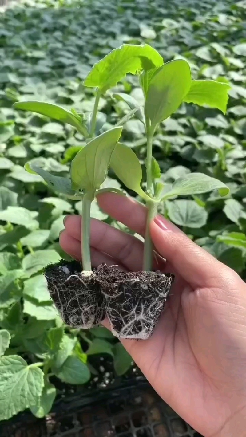 嫁接黄瓜苗强雌密刺黑油亮短把绿瓤产量高抗病强现苗发