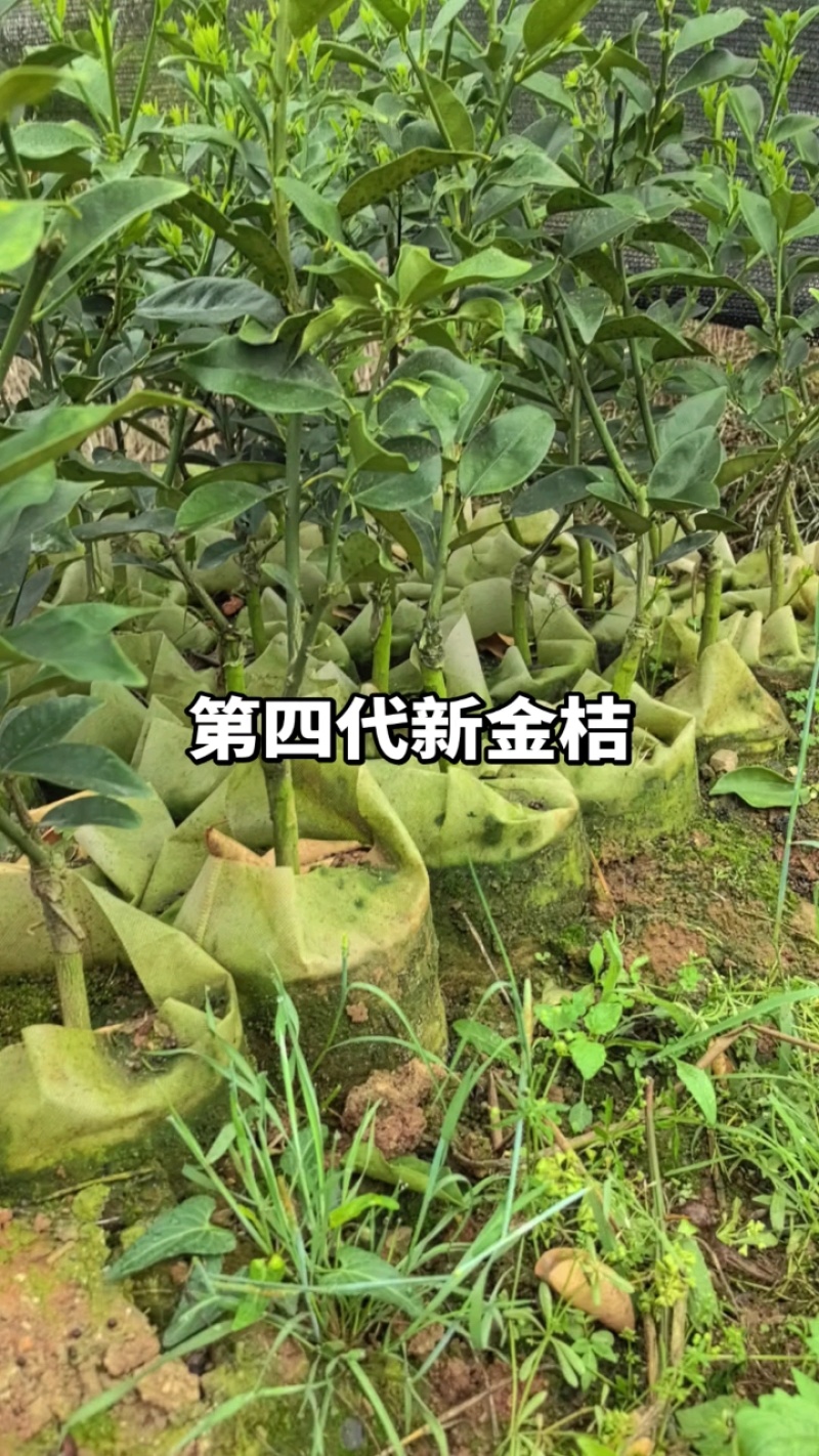大叶滑皮金桔，包正宗假一赔十（各种苗提供免种植技术