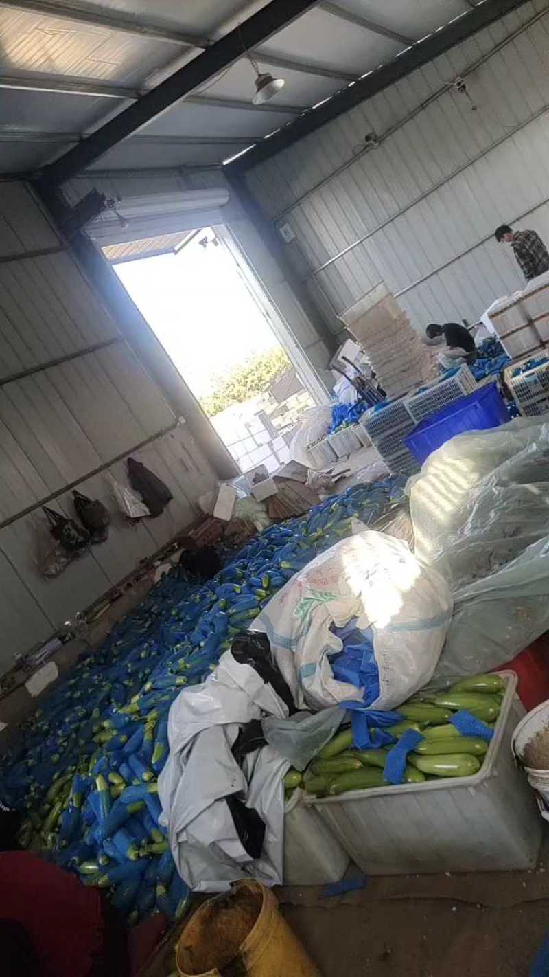 山东西葫芦费县绿皮西葫芦大掉价中产地行情快来看，