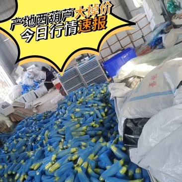 山东西葫芦费县绿皮西葫芦大掉价中产地行情快来看，