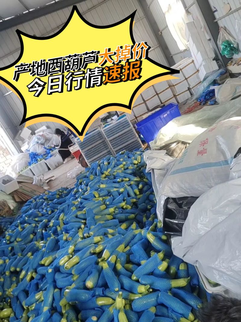 山东西葫芦费县绿皮西葫芦大掉价中产地行情快来看，
