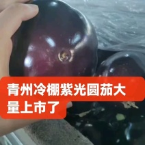 寿光精品紫光圆茄子口感好当季现摘价格实惠欢迎老板联系