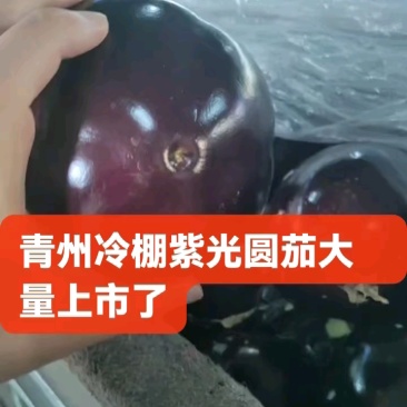 寿光精品紫光圆茄子口感好当季现摘价格实惠欢迎老板联系