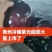 寿光精品紫光圆茄子口感好当季现摘价格实惠欢迎老板联系