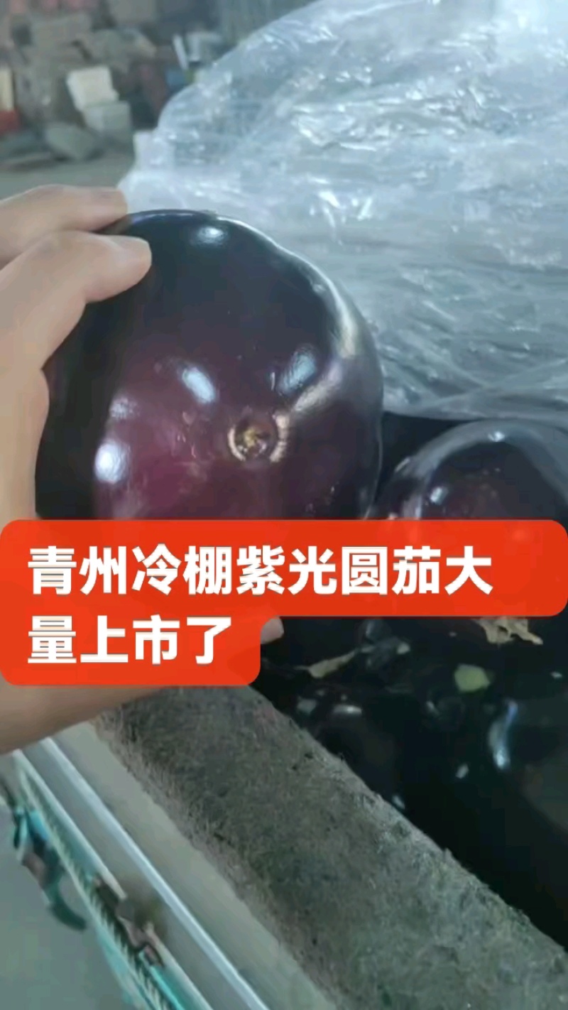 寿光精品紫光圆茄子口感好当季现摘价格实惠欢迎老板联系