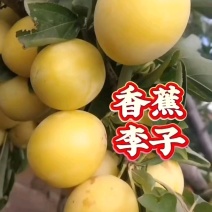 精品李子树苗一至三年苗质一手货源品质保证全国发货