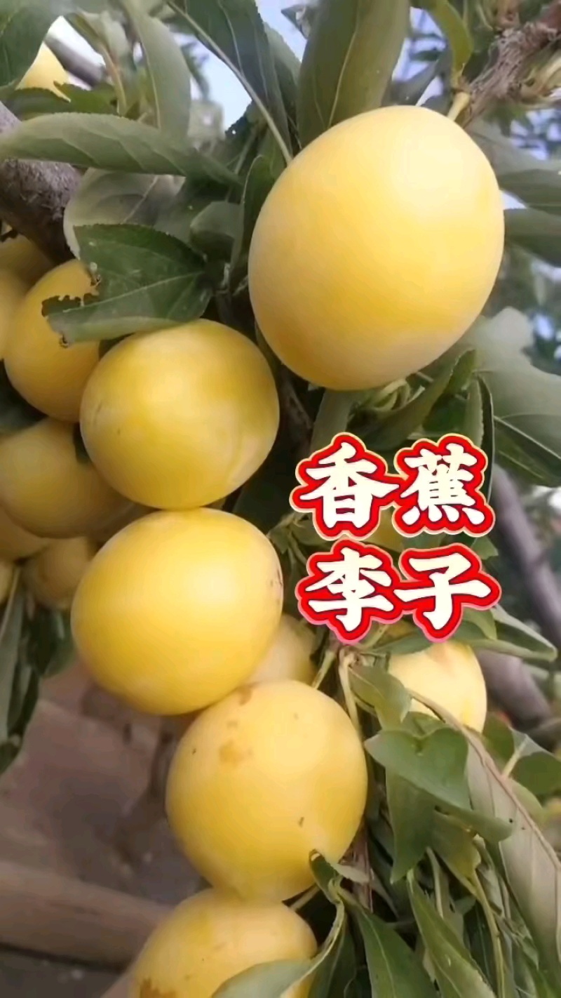 精品李子树苗一至三年苗质一手货源品质保证全国发货
