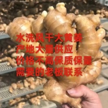 山东大黄姜/产地常年供应（姜巴子水洗姜风干姜）全国发货