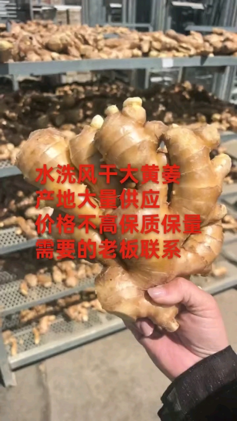 《实力》山东大黄姜/常年供应（姜巴/水洗姜/风干姜）全国发货