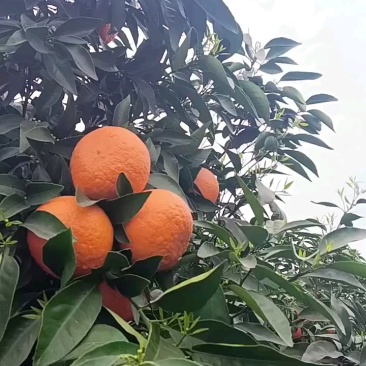 沃柑个头均匀，品质牛批，量大货足！
