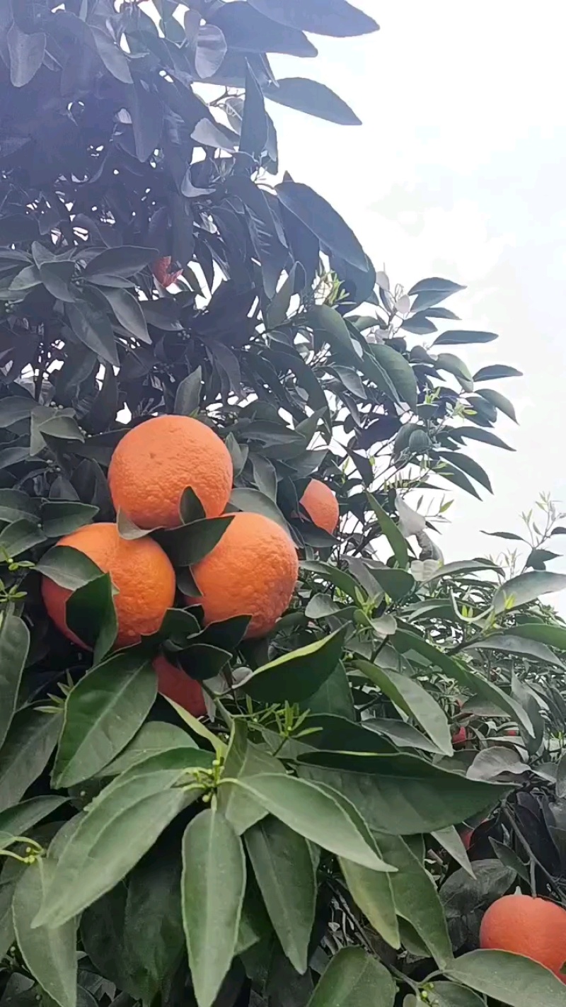 沃柑个头均匀，品质牛批，量大货足！