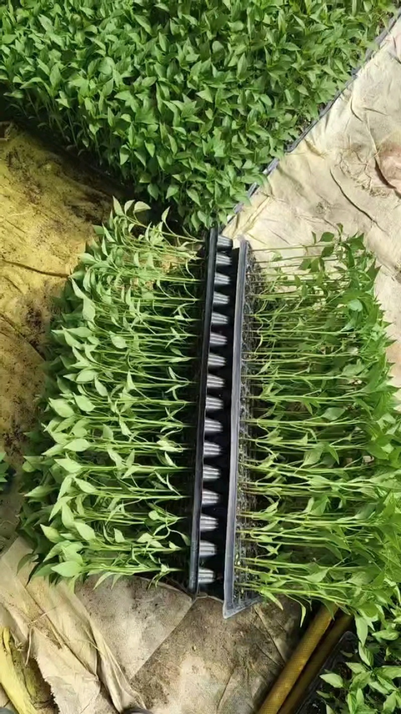辣椒苗