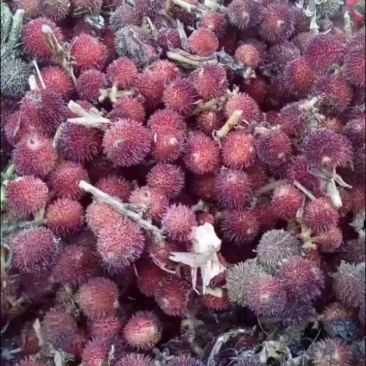 广东砂仁果干果大量供应，保质保量迎咨询一手货源