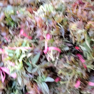香椿芽头茬大量上市了