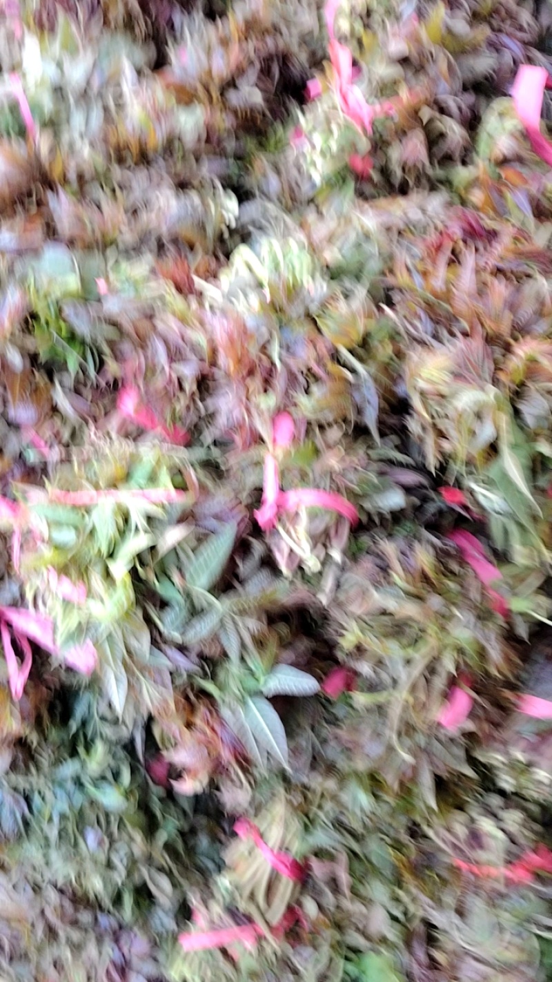 香椿芽头茬大量上市了