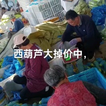 山东西葫芦费县绿皮西葫芦品质好产地行情抢先看可致电详谈价