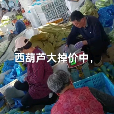 山东西葫芦费县绿皮西葫芦品质好产地行情抢先看可致电详谈价