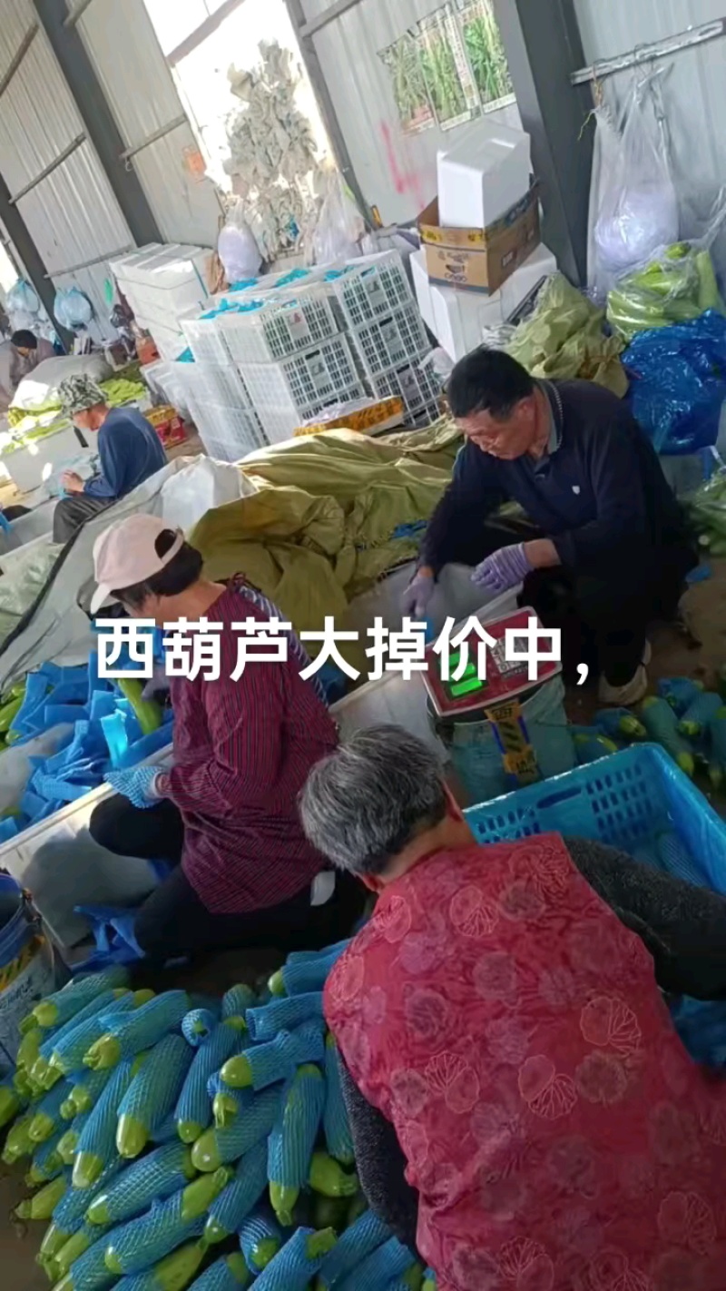 山东西葫芦费县绿皮西葫芦品质好产地行情抢先看可致电详谈价