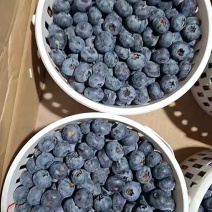 云南蓝莓源头产品直供