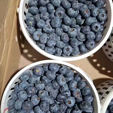 云南蓝莓源头产品直供