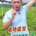 源头基地奇楠苗，品种正宗价格透明，全国可邮