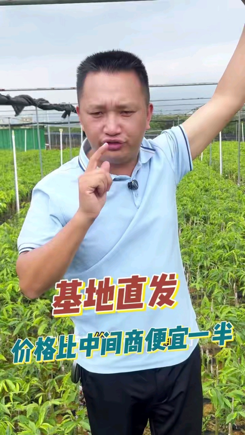 源头基地奇楠苗，品种正宗价格透明，全国可邮