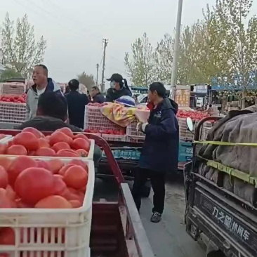 精品西红柿大量上市，货源充足.质量保证.全国各地代收代发
