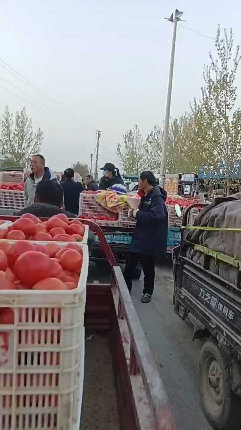 精品西红柿大量上市，货源充足.质量保证.全国各地代收代发