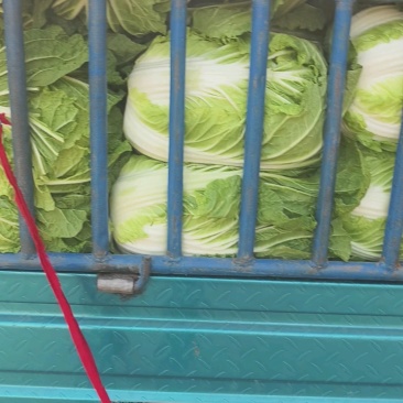黄心菜上市，保质保量，可视频看货，