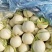 玉菇甜瓜一件代发多种甜瓜大量上市支持各种包装对接各地客商
