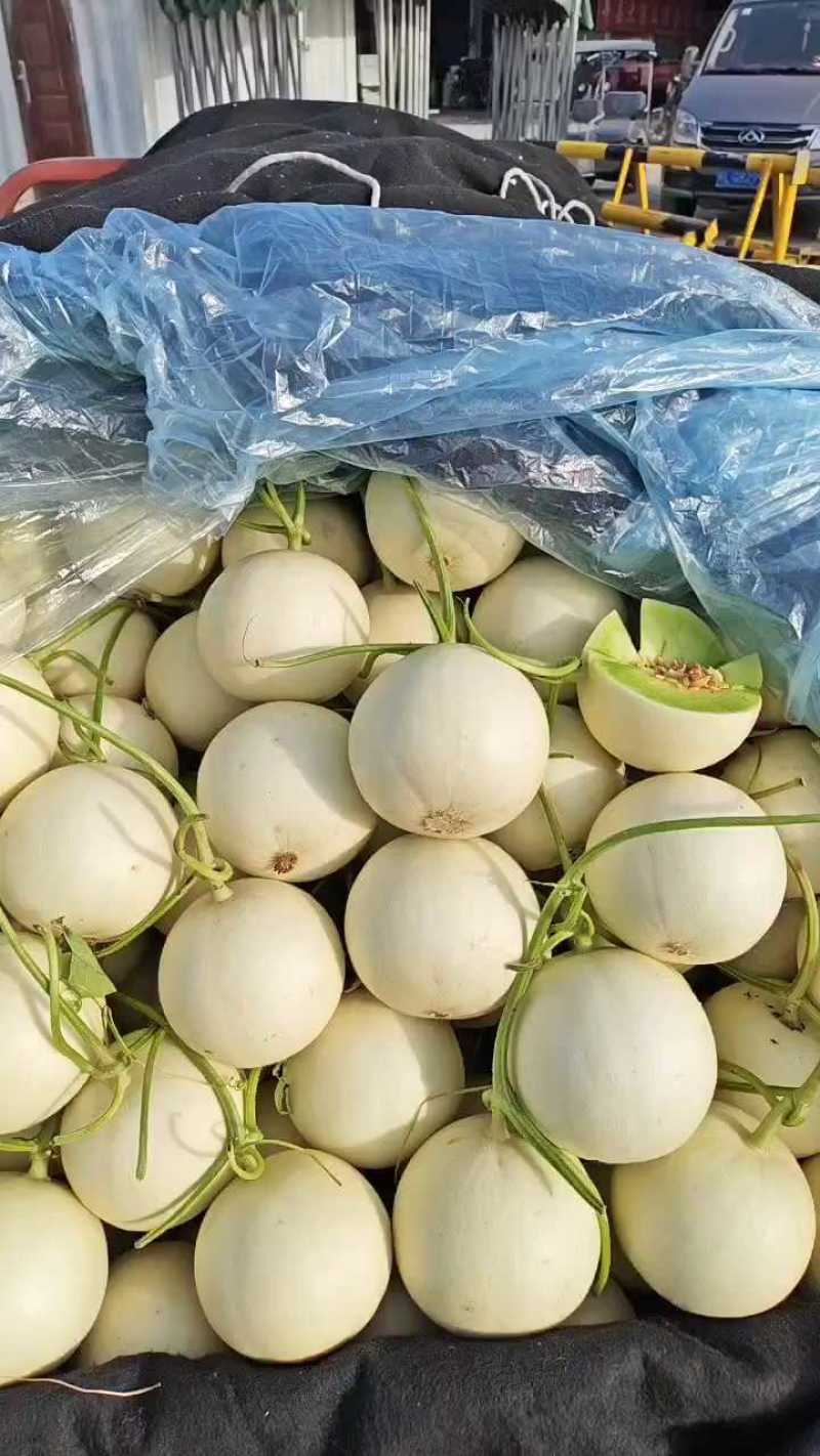 玉菇甜瓜一件代发多种甜瓜大量上市支持各种包装对接各地客商