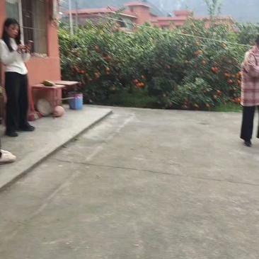 石棉黄果柑，又名黄金果，小丑橘口感好价格优惠
