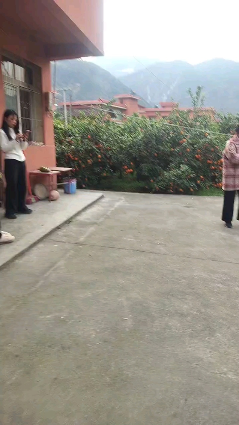 石棉黄果柑，又名黄金果，小丑橘口感好价格优惠
