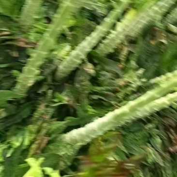 肉肉绿杆子，又粗又亮，两盆现货。