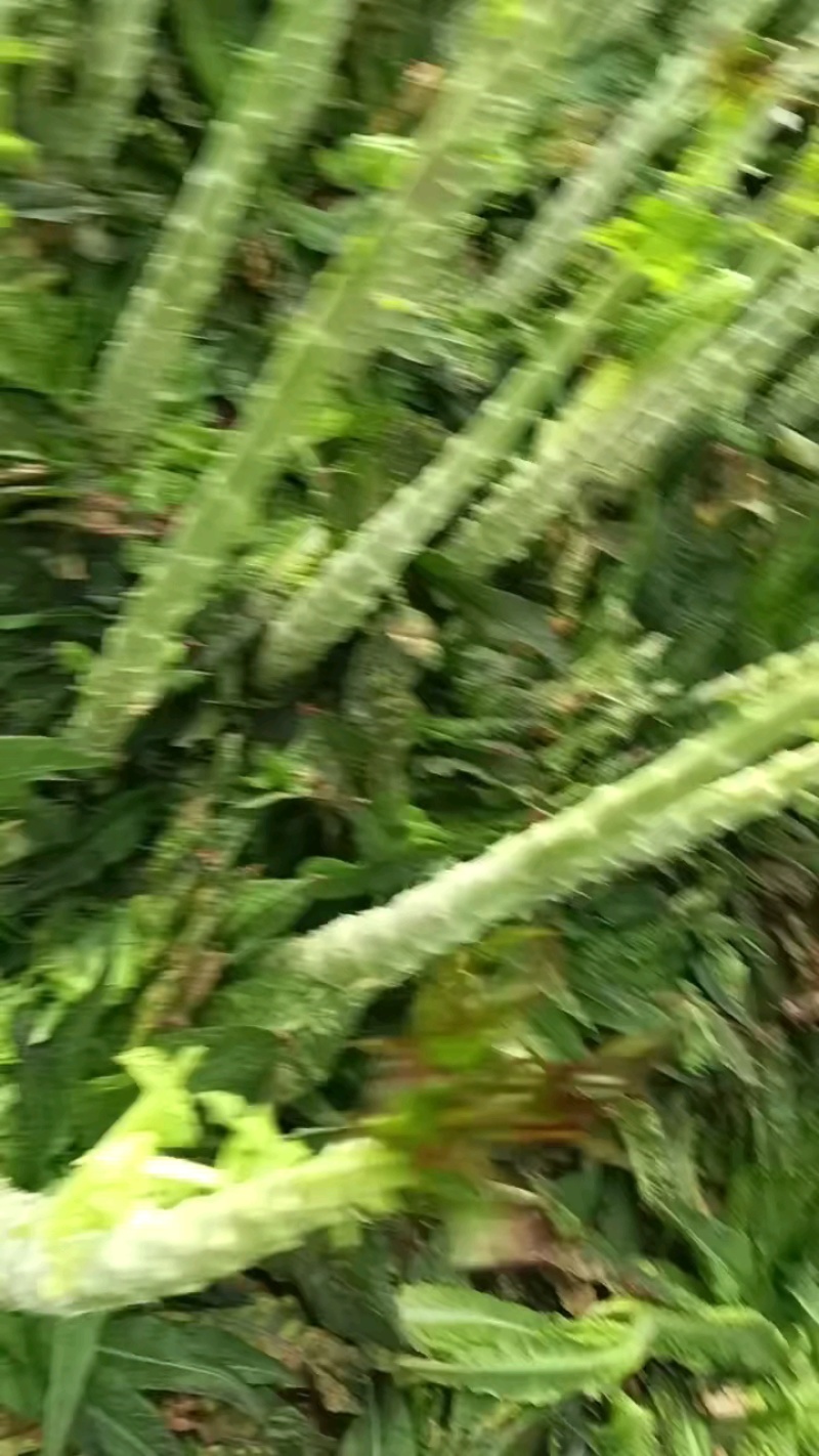 肉肉绿杆子，又粗又亮，两盆现货。