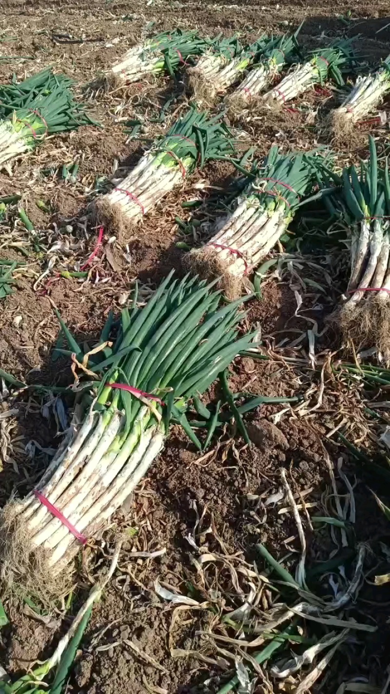 长白大葱